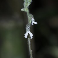 Zeuxine longilabris (Lindl.) Trimen